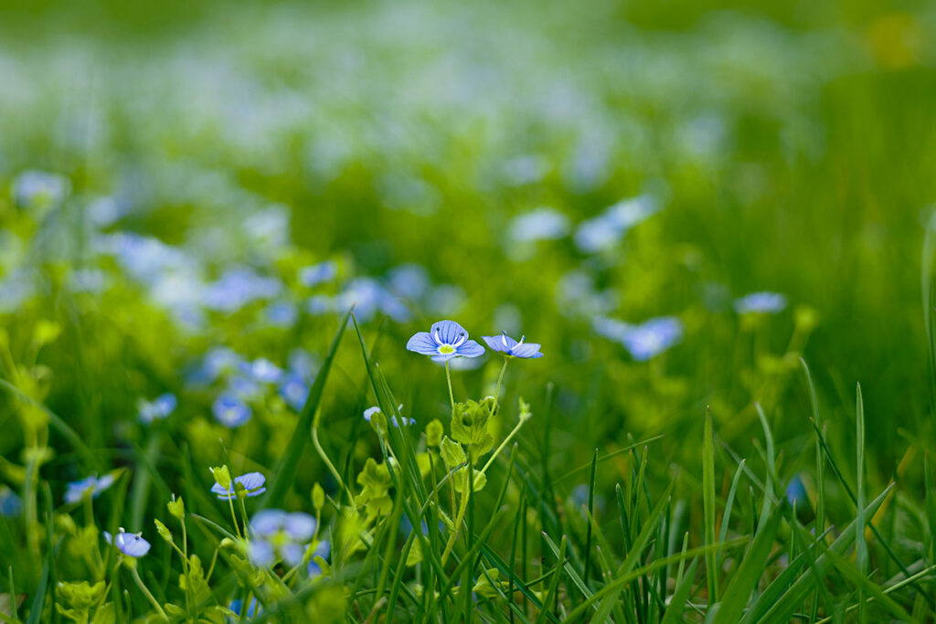 Ballada o pięciu smakach